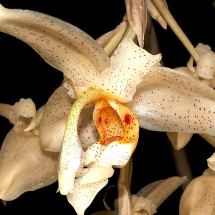 Compot:  Stanhopea florida