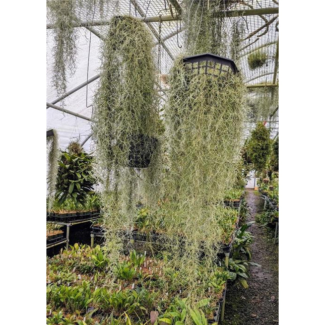 Tillandsia usneoides - Orchids for the People