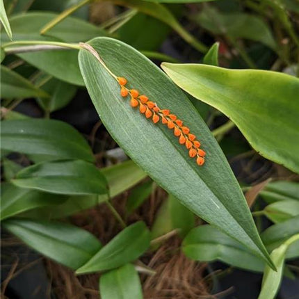 Pleurothallis truncata