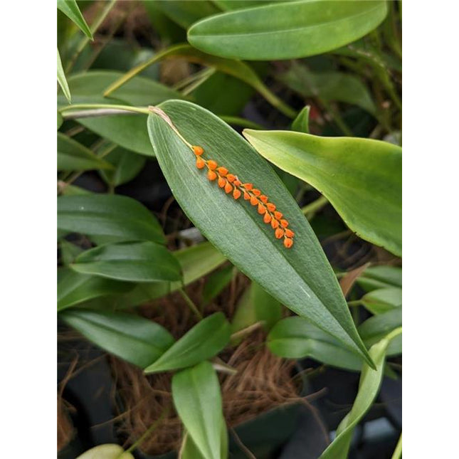 Pleurothallis truncata - Orchids for the People