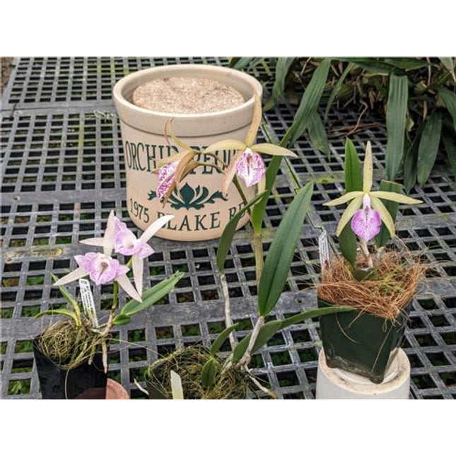 Brassocattleya Valencia Beauty - Orchids for the People