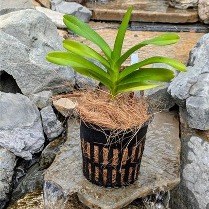 Vanda coerulea - Orchids for the People
