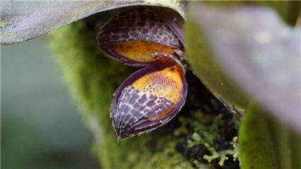 Zootrophion dayanum - Orchids for the People