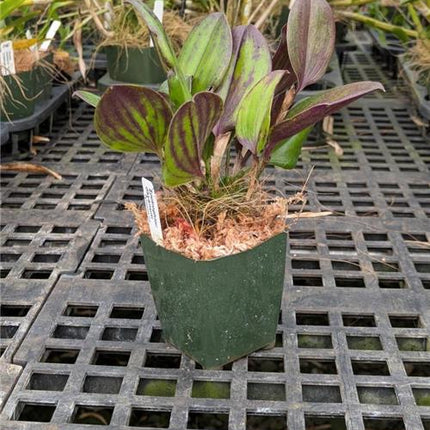 Zootrophion dayanum - Orchids for the People