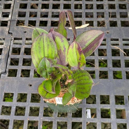 Zootrophion dayanum - Orchids for the People