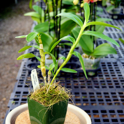 Dendrobium (aduncum x trantuanii) - Orchids for the People
