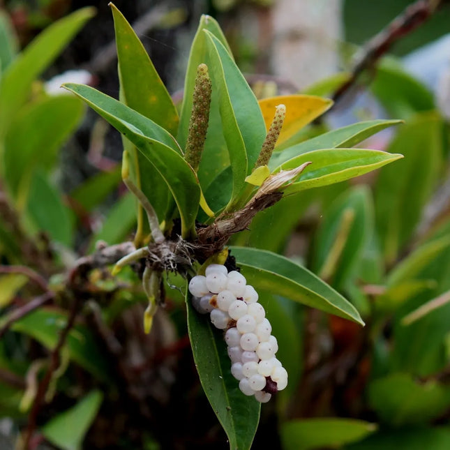 Anthurium scandens - Orchids for the People