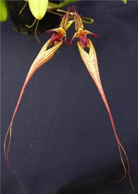 Bulbophyllum Cindy Dukes - Orchids for the People
