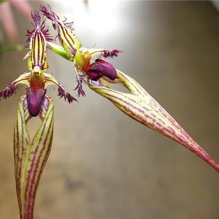 Bulbophyllum Cindy Dukes - Orchids for the People