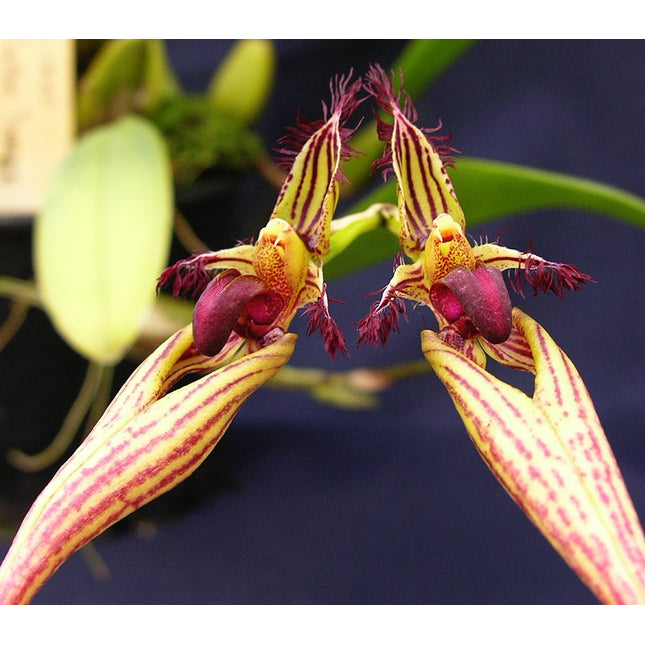 Bulbophyllum Cindy Dukes - Orchids for the People