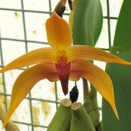 Bulbophyllum Frank Smith - Orchids for the People