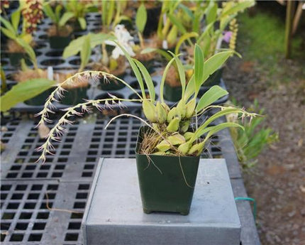 Bulbophyllum cocoinum - Orchids for the People