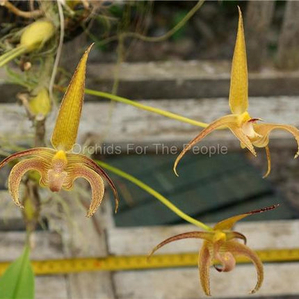 Bulbophyllum lobbii - Orchids for the People