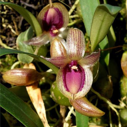 Bulbophyllum lopalanthum - Orchids for the People