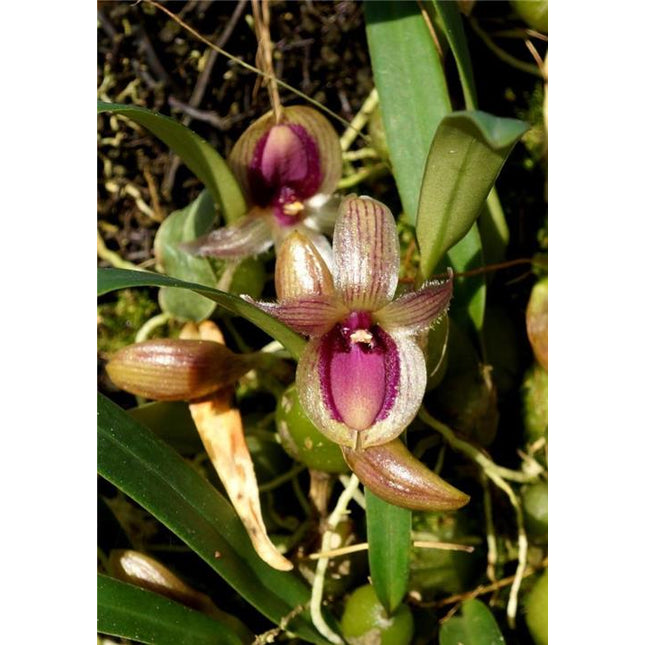 Bulbophyllum lopalanthum - Orchids for the People