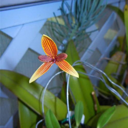 Bulbophyllum pardolatum - Orchids for the People