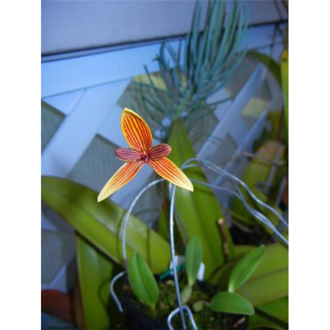 Bulbophyllum pardolatum - Orchids for the People