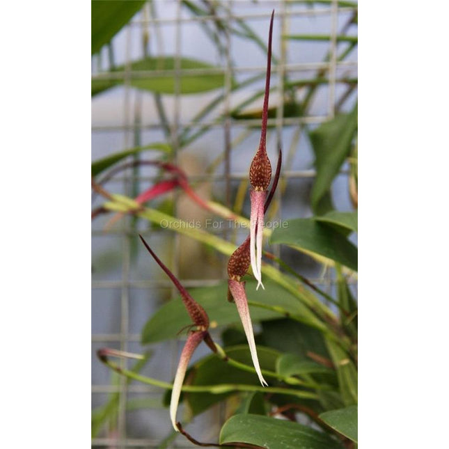 Bulbophyllum trachyanthum - Orchids for the People