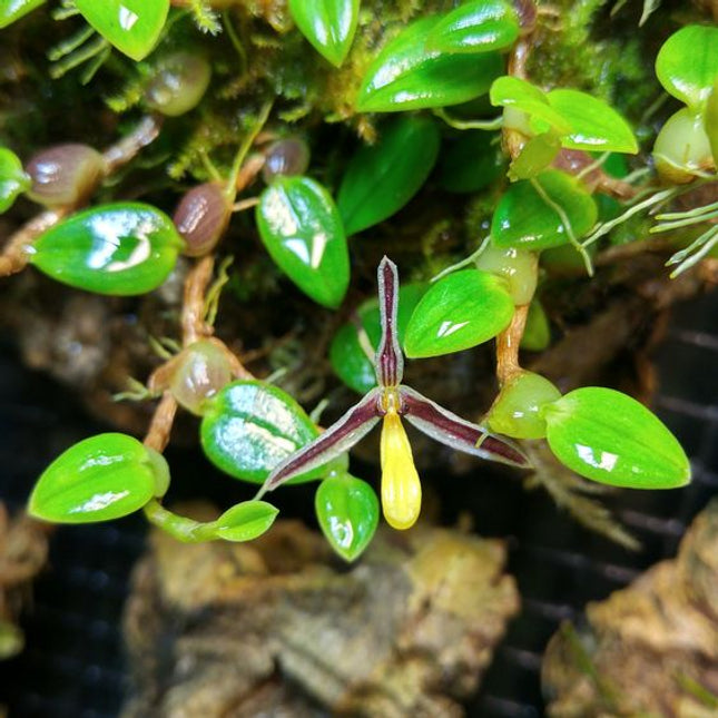 Bulbophyllum xanthoacron (Syn Hapalochilus xanthoacron) - Orchids for the People