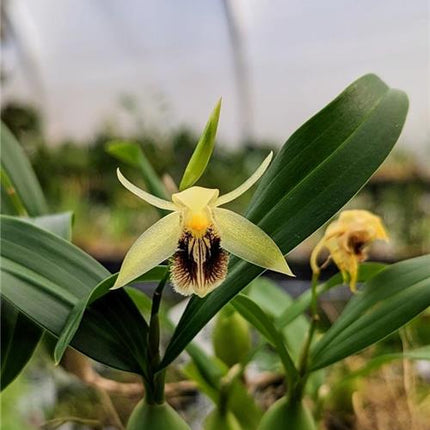 Coelogyne fimbriata 'Mini' - Orchids for the People