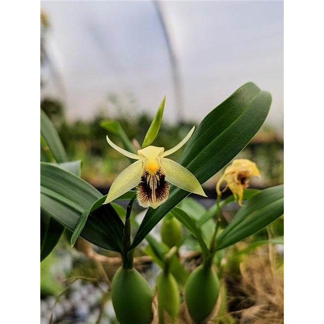 Coelogyne fimbriata 'Mini' - Orchids for the People