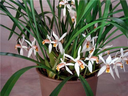 Coelogyne viscosa - Orchids for the People