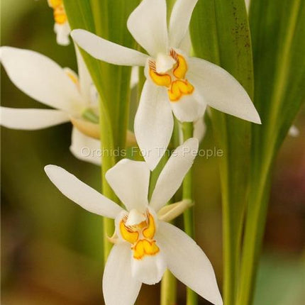 Coelogyne nitida - Orchids for the People