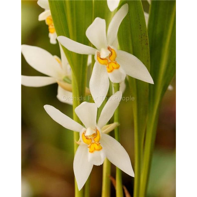 Coelogyne nitida - Orchids for the People