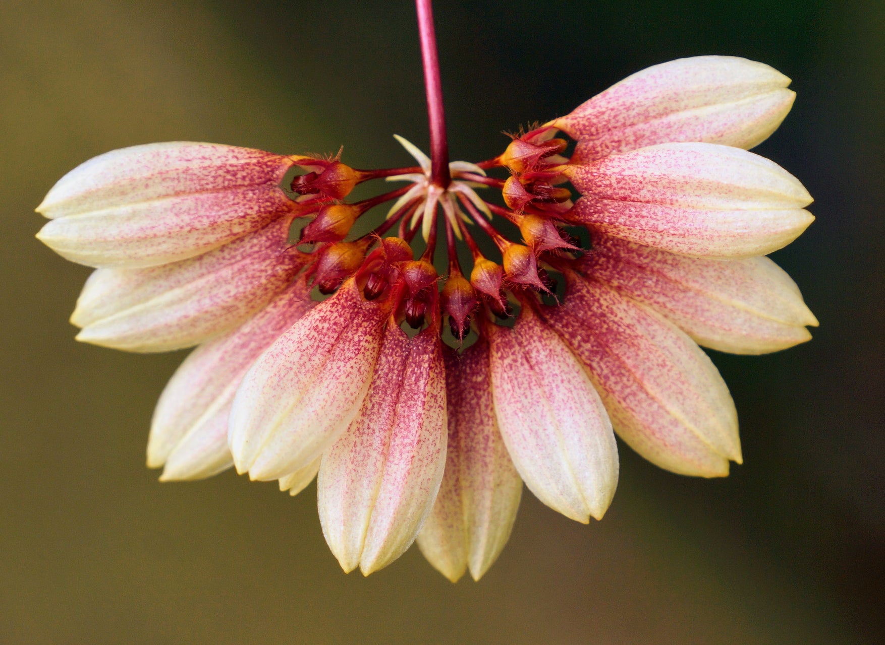 Bulbophyllum Daisy Chain – Orchids for the People
