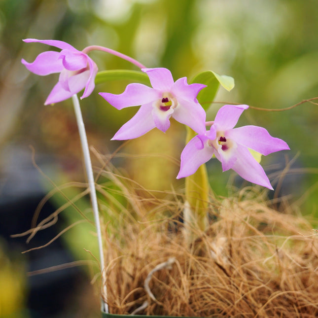 Dendrobium (aduncum x trantuanii) - Orchids for the People