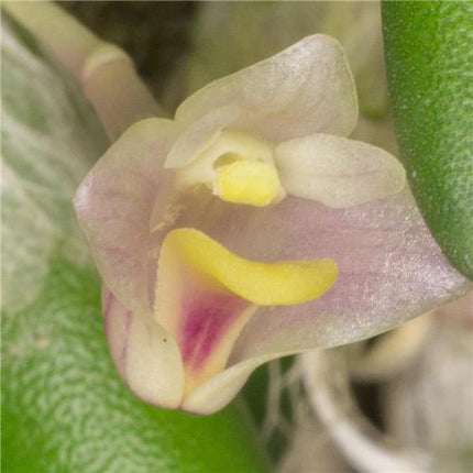 Dendrobium prenticei (syn Dockrillia lichenastrum) - Orchids for the People