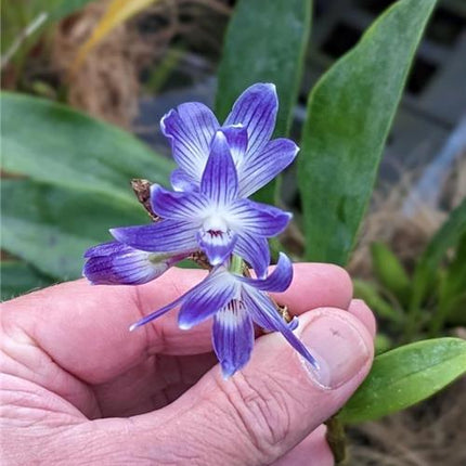 Dendrobium victoriae-reginae - Orchids for the People