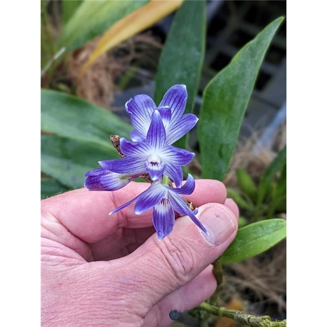 Dendrobium victoriae-reginae - Orchids for the People