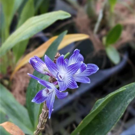 Dendrobium victoriae-reginae - Orchids for the People