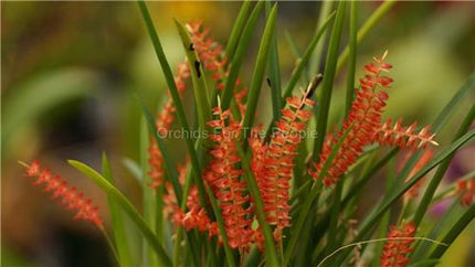 Dendrochilum wenzelii - Orchids for the People