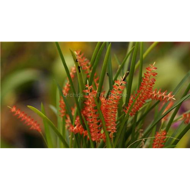 Dendrochilum wenzelii - Orchids for the People