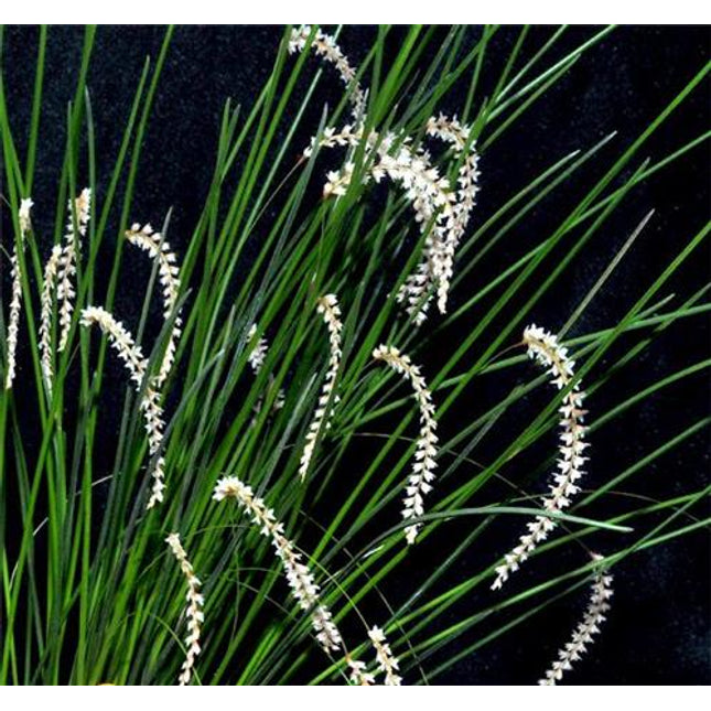 Dendrochilum williamsii - Orchids for the People