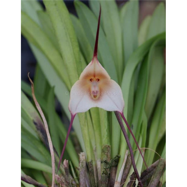Dracula amaliae - Orchids for the People