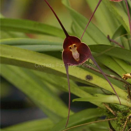 Dracula benedictii - Orchids for the People