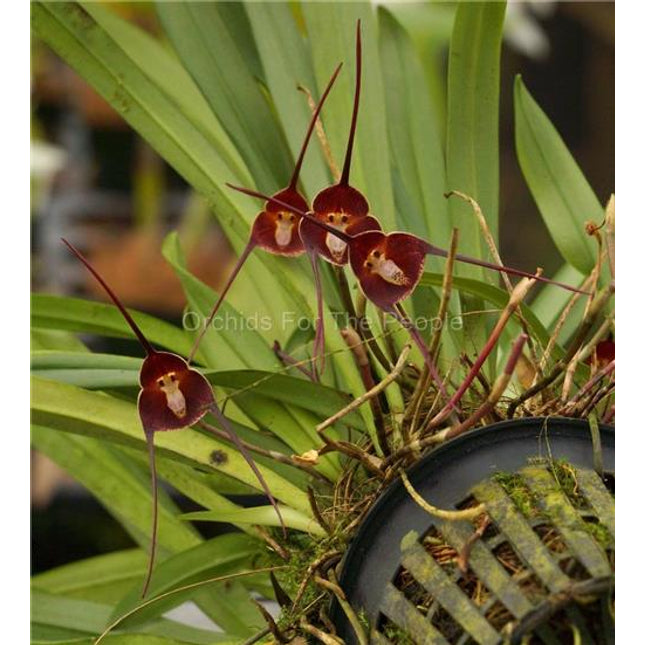 Dracula benedictii - Orchids for the People