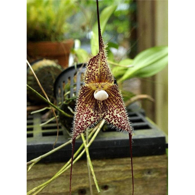 Dracula chimaera - Orchids for the People