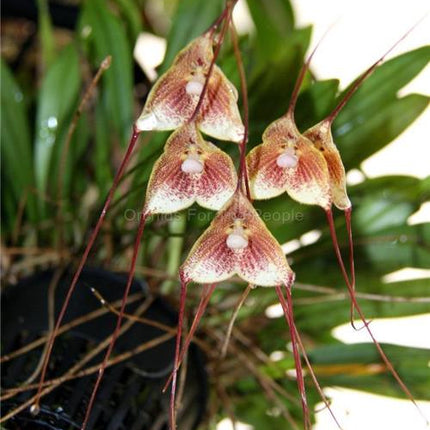 Dracula erythrochaete - Orchids for the People