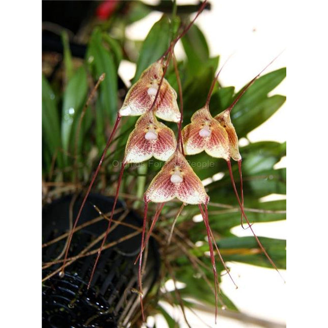 Dracula erythrochaete - Orchids for the People