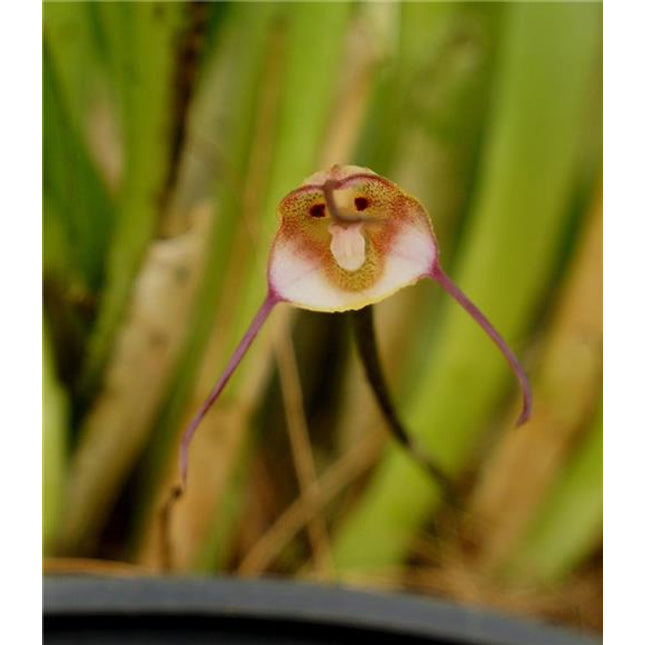 Dracula mantissa - Orchids for the People