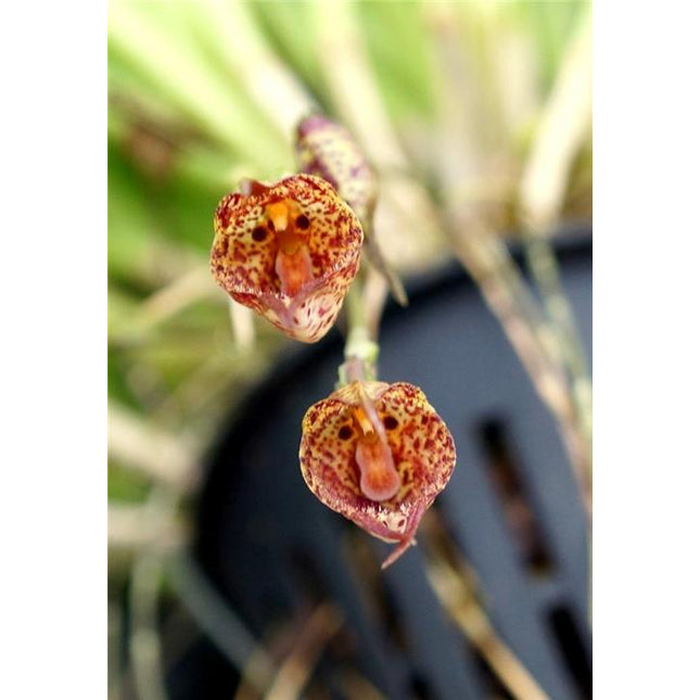 Dracula mopsus - Orchids for the People