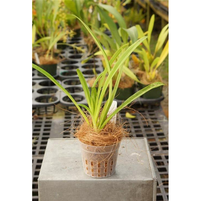 Dracula psittacina - Orchids for the People