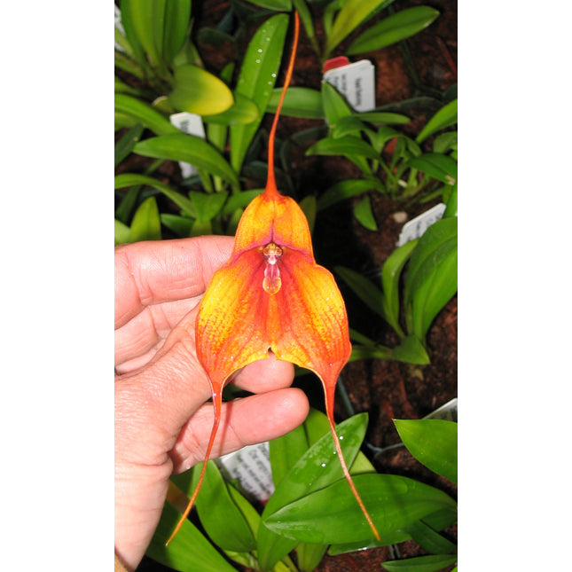 Dracuvallia Lucifer - Orchids for the People