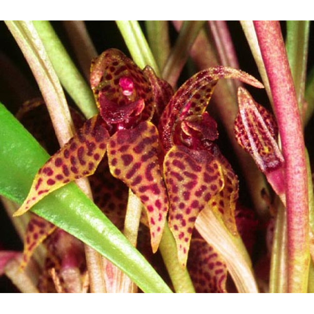 Dryadella hirtzii flower