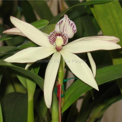 Encyclia pentotis - Orchids for the People