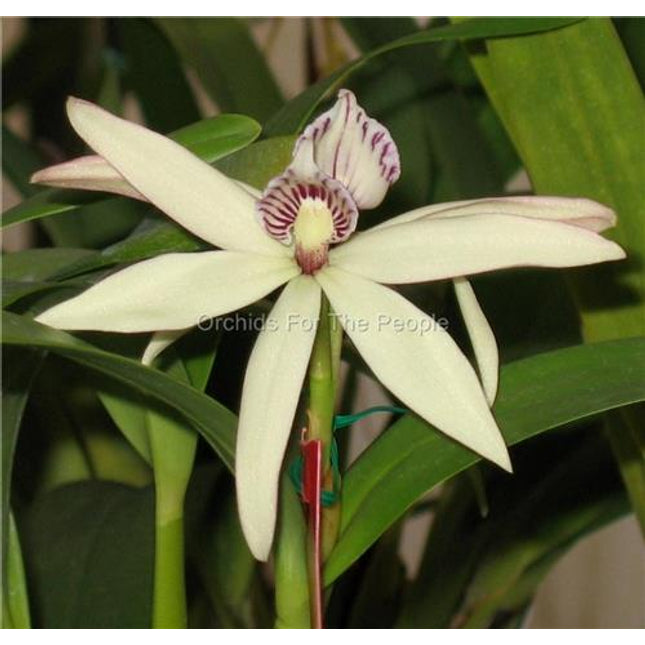 Encyclia pentotis - Orchids for the People